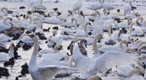 A group of birds feeding together on a lake WWT Slimbridge
